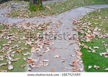 Dried leaves fall on curved footpath and green grass ground at outdoor public park during beautiful day in summer time