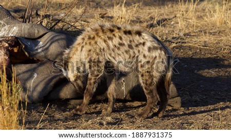 Hyena feeding on a rhino carcass in the South African bush