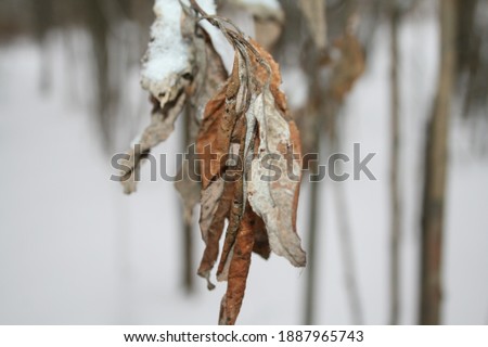 Close-Up Of Frozen Branch During Winter