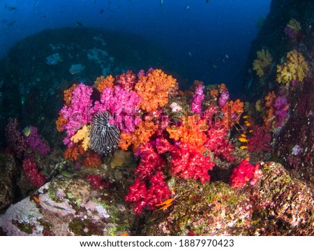 Colorful carnation tree corals (Koh Tachai, Similan, Thailand)