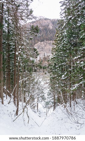 View of green pine tree grow on high mountain with snow fall in winter season