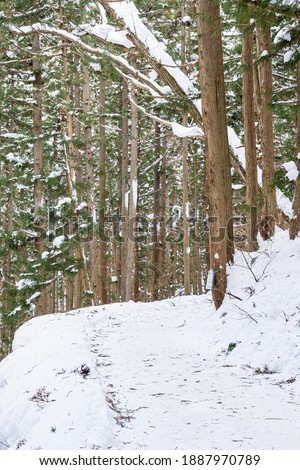 View of green pine tree grow on high mountain with snow fall in winter season