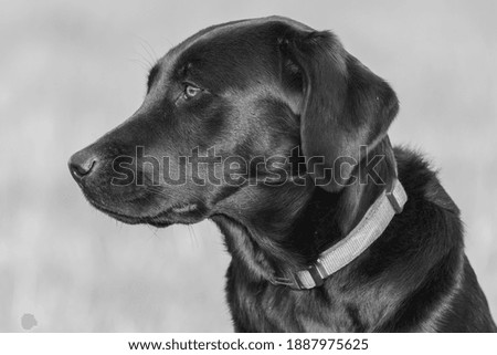 Close up portrait of a cute black Labrador looking away