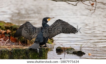 The great cormorant (Phalacrocorax carbo) or black shag with open wings, resting on a stone wall at the water's edge. Wild nature in a French park. Black bird and lake in France. Horizontal photo