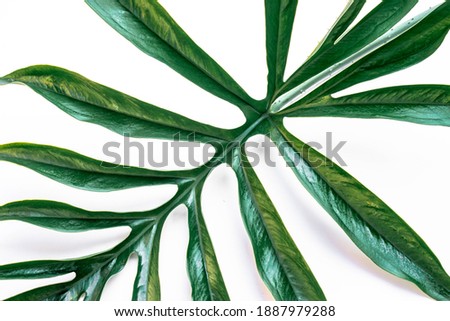 Close up Green leaves on a white background.