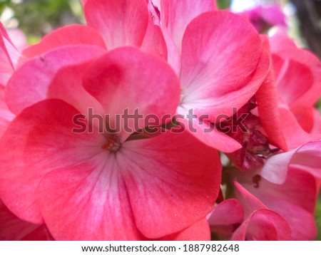 Beautiful closeup image of red Geranium flowers. 