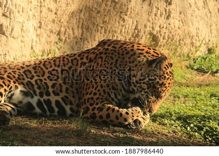 Relaxed jaguar taking a sun bath (México) 