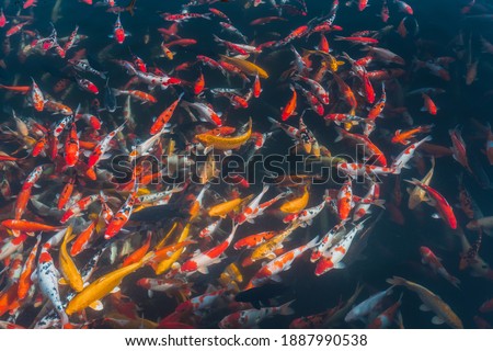 Colorful Japanese Koi Carp fish in a lovely pond in a garden