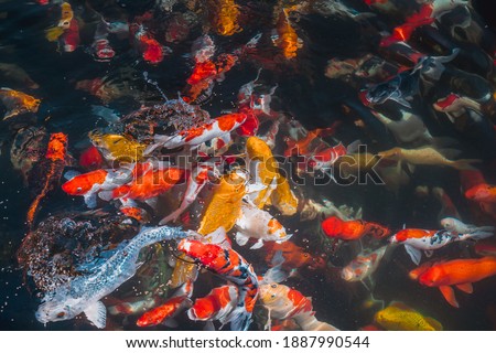 Colorful Japanese Koi Carp fish in a lovely pond in a garden