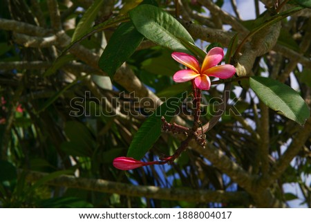 Frangipani or Plumeria or commonly called frangipani flowers. In Bali, this flower is known as the Bunga Jepun. In Indonesia, frangipani plants are commonly found in burial areas.