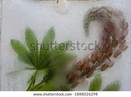 frozen flower, background, ice with frozen lupin flower