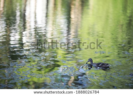 A bird relaxes in a pond on a lake on a Sunny day. Water lilies are swaying in the background.