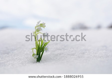 The first spring flowers. Snowdrops in the forest grow out of snow. White lily of the valley flower under the first rays of the spring sun. Royalty-Free Stock Photo #1888026955