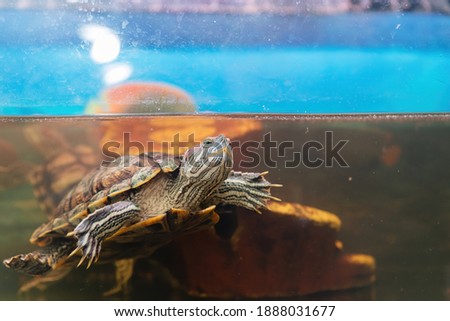Domestic red-eared turtle in the aquarium. Pond slider. Trachemys scripta.