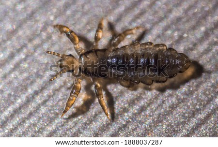 A lice that live in human hair Royalty-Free Stock Photo #1888037287