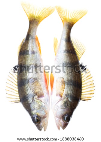 Two fish perch isolated on a white background.
