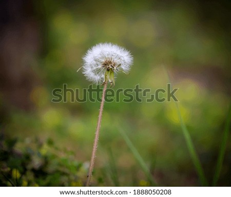 A Dandelion With Natural Meadow Background