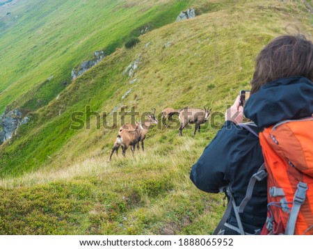 Back of woman hiker takeing pictures of Group of Tatra chamois, rupicapra rupicapra tatrica with her cell phone. Summer mountain meadow in Low Tatras National park in Slovakia.