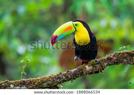 Wildlife from Costa Rica, tropical bird. Toucan sitting on the branch in the forest, green vegetation. Nature travel holiday in central America. Keel-billed Toucan, Ramphastos sulfuratus. Royalty-Free Stock Photo #1888066534