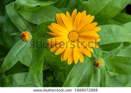 Orange Marigold in bloom. Calendula officinalis. In the background two blurred flower buds. The flower is about 5 cm tall with green blunt leaves. It belongs to the Asteraceae family. 