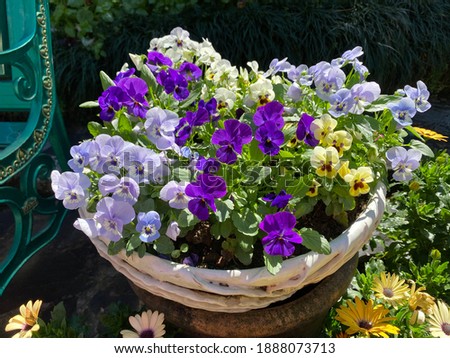 lovely Pansy  flower on the pot