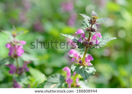 Beautiful purple wild flower
