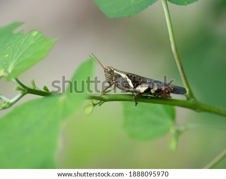 Close up picture of brown grasshopper (Oedaleus decorus species) with copy space and green background in Thailand. This type of insects is arthropod which can jumps to leaf and camouflage in a forest.