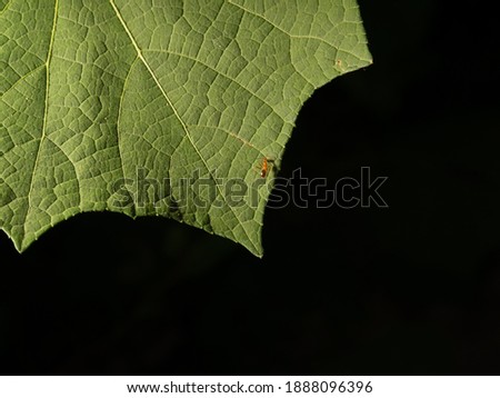 Green leaf or cucurbitaceae plant isolated on back background with red ant on it. Beside the insect, it shown detailed texture of the leaf with copy space available for making advertising or design.