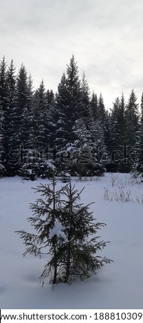 Russia, Ural winter forest in January