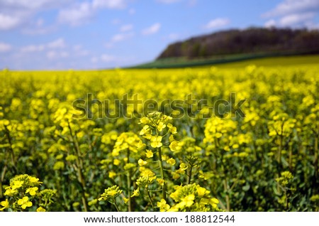 picture of flowering rape field