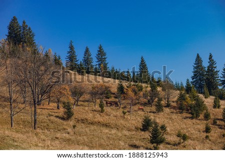 the autumn hill and forest under the blue sky