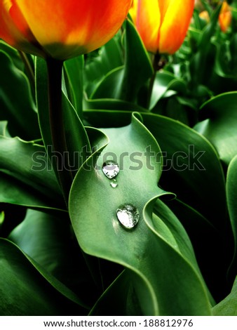 Detail of garden plants flowers with rain drops on green leaves