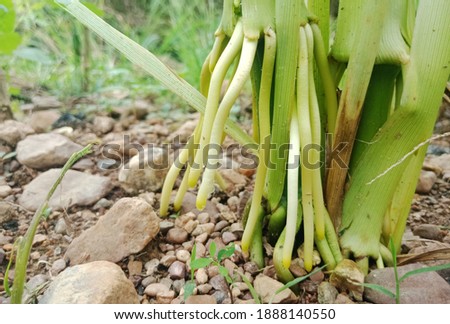 The root of the corn plant grows from the stem.