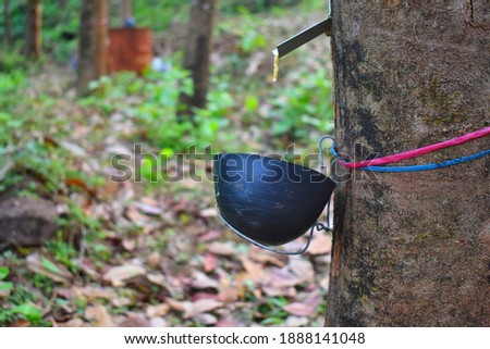 Image of a Pará rubber tree,can be used for editing works or as background