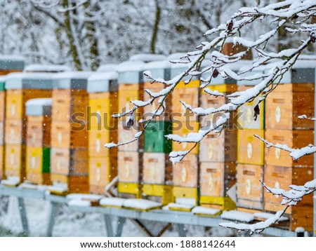 bee hives in winter time - hives in snow