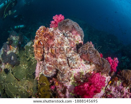 Huge octopus camouflaging to a rock in a coral reef (Mergui archipelago, Myanmar)