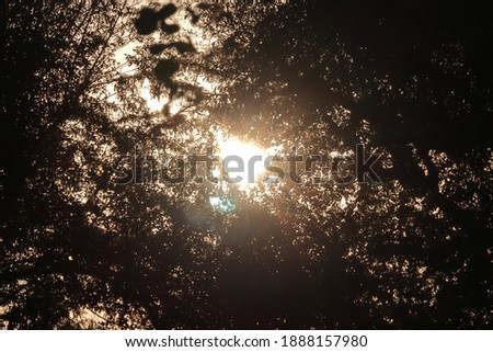 Rays of the shining sun coming from the leaves of trees, india