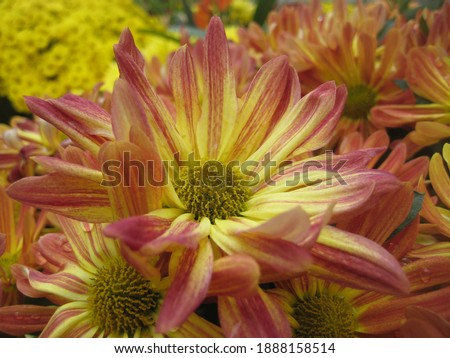 macro photo with a decorative background of beautiful orange flowers of autumn chrysanthemum plants for landscaping and design as a source for prints, posters, decor, wallpaper, interiors, advertising