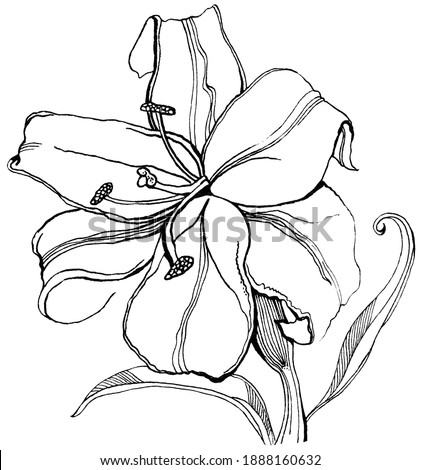 Black ink line art lily flower with stalk on white background, hand-drawn botanical floral illustration