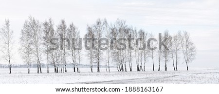 Winter landscape. A row of bare trees among a snowy field.