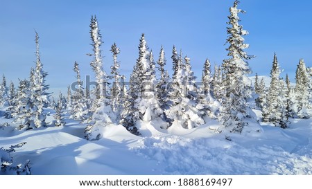 Scenic image of spruces tree. Frosty day, calm wintry scene. Location Carpathian, Ukraine Europe. Ski resort. Great picture of wild area. Explore the beauty of earth. Tourism concept.