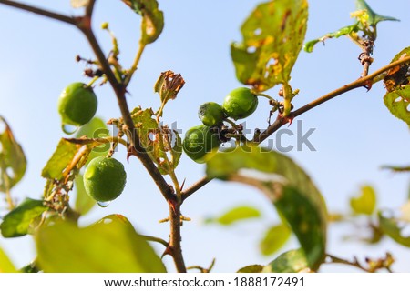 Fresh indian jujube in the garden,new indian jujube stock image as you need. 