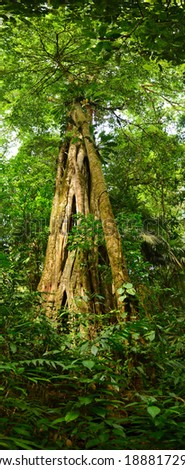 Huge picture from an Rain Forest tree in the Rain Forest at Cosa Rica
