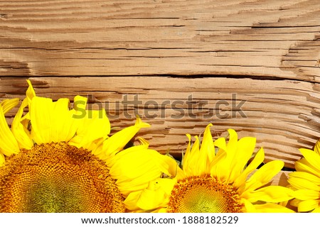 ripe sunflowers on an old wooden background. sunflowers on a wooden table with copy space