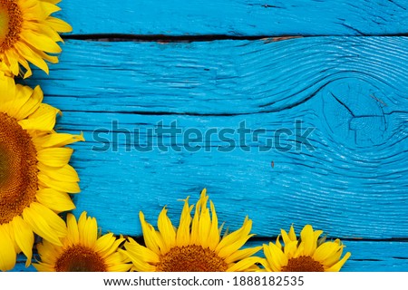 ripe sunflowers on an old wooden background. sunflowers on a wooden table with copy space
