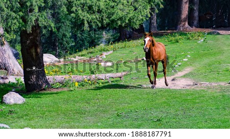 A horse running in Kashmir
