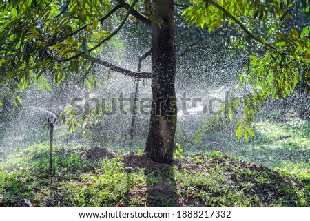 Sprinkler watering durian tree in the garden, agriculture in Thailand