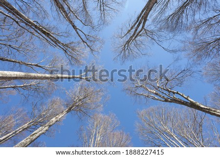 foliage inside an Italian forest at fall