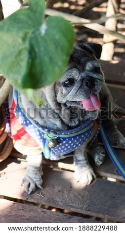 Portrait of an old pug dog Cute fat dog Sitting, smiling happy, seeing funny teeth on a wooden table, selectable focus