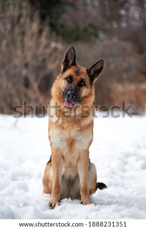 Purebred dog in snowy white snowdrifts. Beautiful adult German Shepherd of black and red color sits in snow against background of forest and looks carefully forward with his head tilted to side.